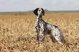 SETTER ANGLAIS 152
